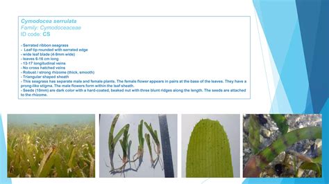 (PDF) Seagrasses - ResearchGate - muktibox.com