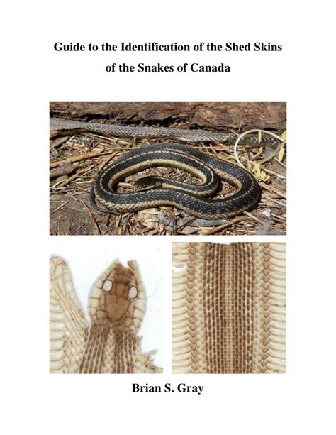 (PDF) Shed Snakeskin Identification: A Guide to