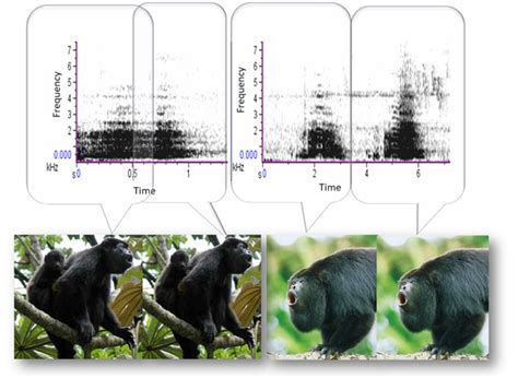 (PDF) Socially mediated overlap in vocal interactions between free ...