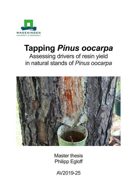 (PDF) Tapping Pinus oocarpa - Assessing drivers of … - raincitystudios.com