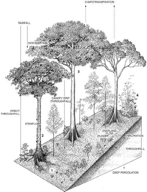 (PDF) Tropical Lowland Evergreen Rainforest - raincitystudios.com