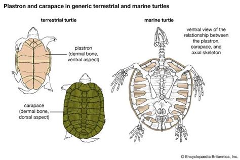 (PDF) The Origin of the Bony Shell of Turtles as a