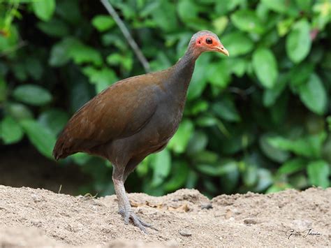 (PDF) The Tabon, Philippine Megapode, Megapodius