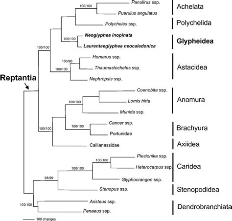 (PDF) The phylogenetic position of the [] living fossils