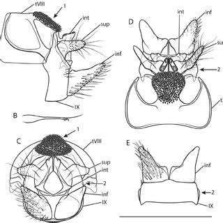 (PDF) XML Treatment for Cryptothrix nebulicola