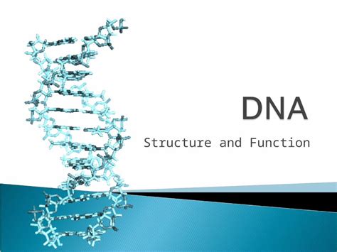 (PPT) Structure and Function. What do the letters DNA stand for