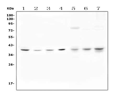 (Strap Or Unrip Or Wmd) Antibody Drosophila – BioBIKE (BioLisp)