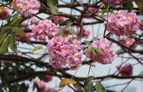 (Tabebuia elegans) - Botanical Realm - raincitystudios.com