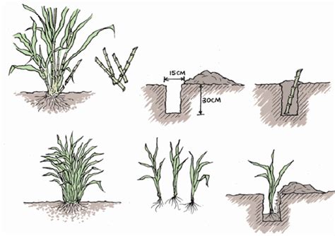 *Simple Way Of Planting Napier Grass* - balustradellc