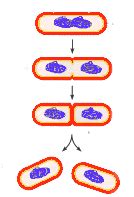 ? Genetic Variation in Bacteria The A Level Biologist