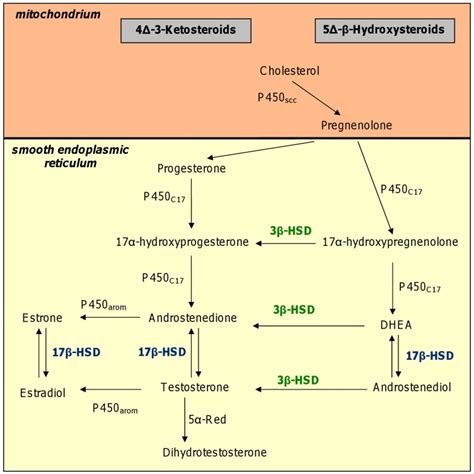 3 beta hydroxysteroid dehydrogenase