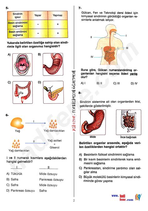 6 sınıf sindirim sistemi test