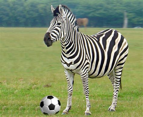 a maior zebra da historia do futebol