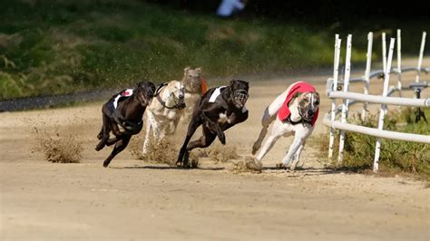 aposta em corrida de cachorros online