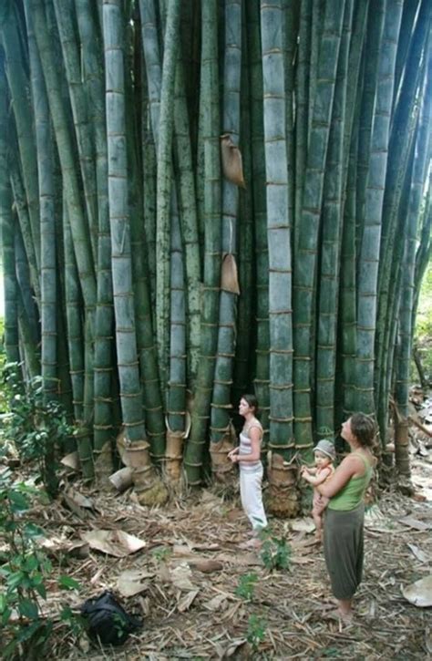 big bamboo