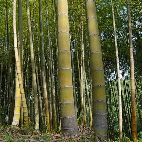 big bambu