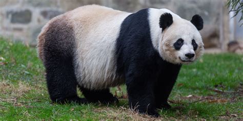 big panda