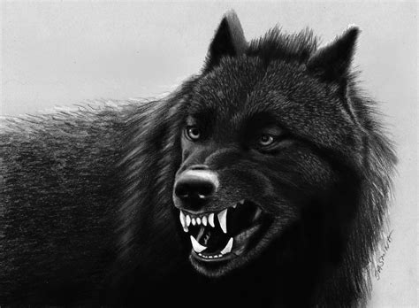 black and wolf