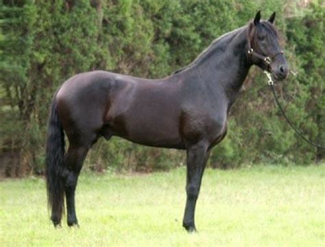 cavalo argentino