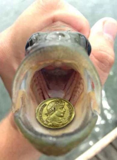coin to fish moeda
