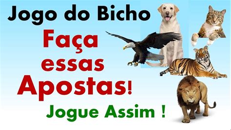 como jogo aposta esportiva do bicho