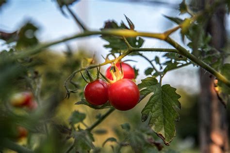 domates yetiştirme koşulları