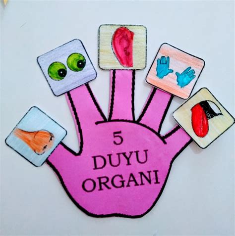 duyu organları okul öncesi etkinlik