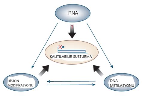 epigenez