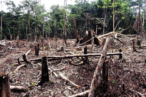estadão amazonia registra maior taxa de desmatamento