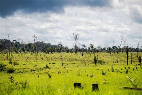 estadão amazonia registra maior taxa de desmatamento