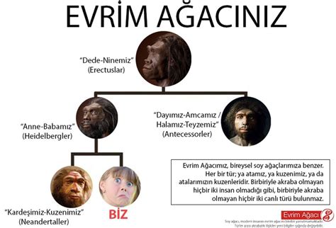 evrim ağacı kimdir