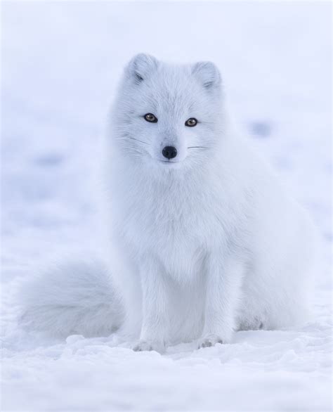 foto do fox