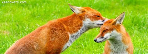 fox facebook cover