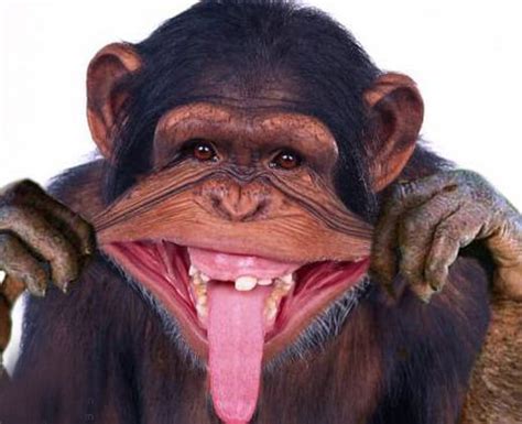funny monkey
