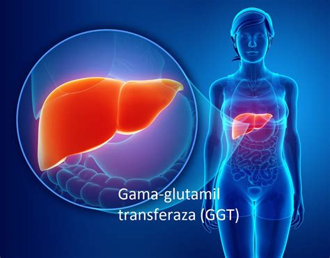 gama glutamil transferaz ggt yuksekligi