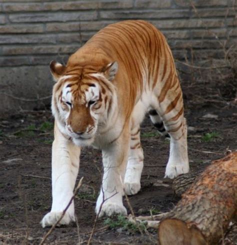 golden tiger