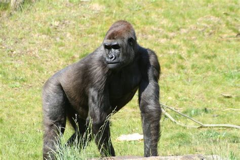 gorillada