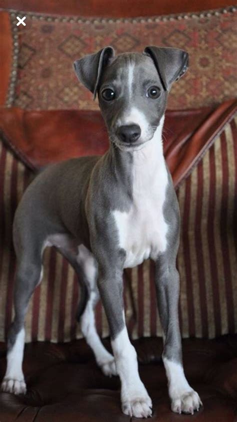 greyhound cachorro