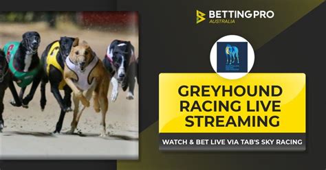 greyhound watch live