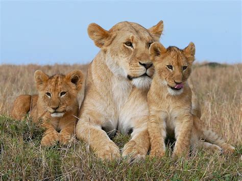 imagens de leão bebê
