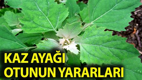 kazayağı otu resmi