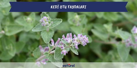 kedi otu kedilere faydaları