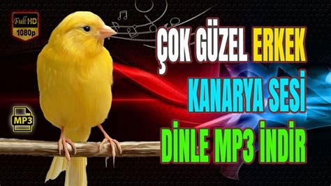 kuş sesi mp3