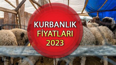 kurbanlık koyun fiyatları 2023