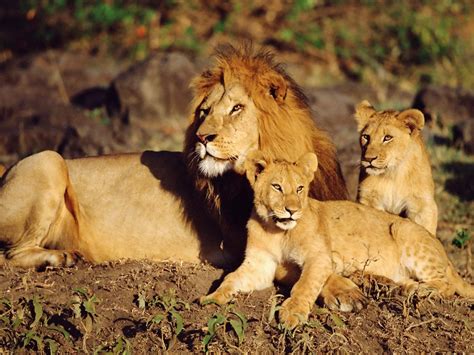 leoes africanos