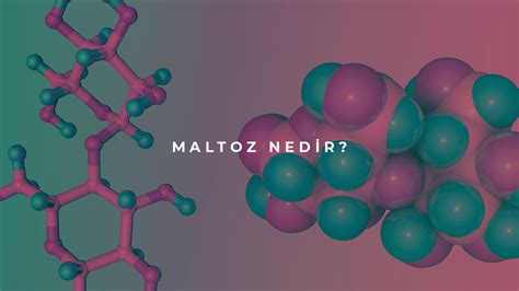 maltoz nedir