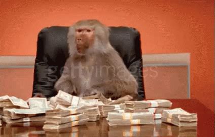 monkey money