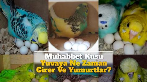 muhabbet kuşu nasıl yumurtlar