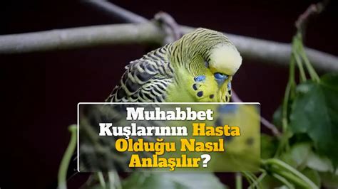 muhabbet kuşunun hasta olduğu nasıl anlaşılır