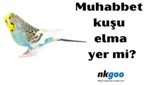 muhabbet kusu elma yer mi